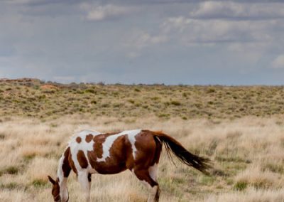 Wild horse pausing on a grassy plain